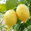 Organic Lemon - Image 3